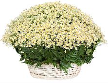 Цветочная композиция из Ромашки в корзине #REPLACE_PRED# Красной Пойме